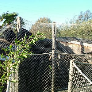 Binturong exhibit at the RSCC 28/11/09