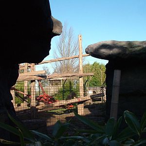 Malayan Sun Bear viewing at the RSCC 28/11/09