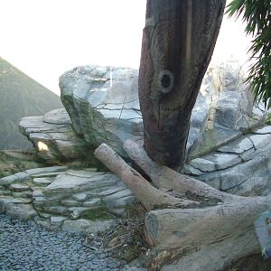 Part of the Snow Leopard exhibit at the RSCC 28/11/09