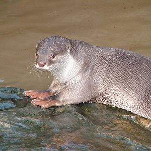 Smooth-coated Otter at the RSCC 28/11/09