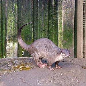Smooth-coated Otter at the RSCC 28/11/09