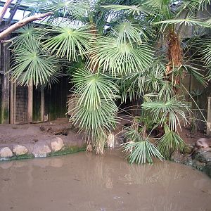 Part of the Smooth-coated Otter exhibit at the RSCC 28/11/09