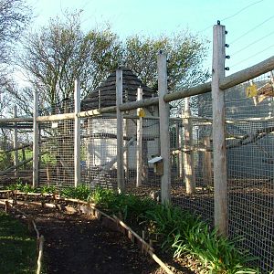 Lemur exhibits at the RSCC 28/11/09