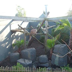 Puma enclosure at the RSCC 28/11/09