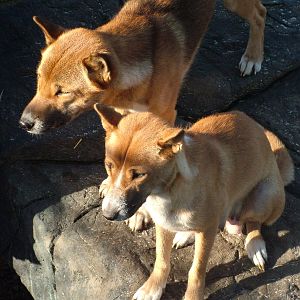 New Guinea Singing Dogs at the RSCC 28/11/09