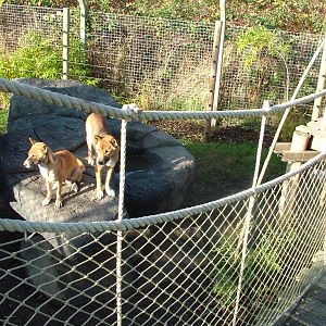 Singing Dog viewing at the RSCC 28/11/09