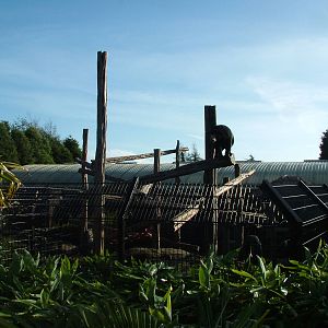 Malayan Sun Bear exhibit at the RSCC 28/11/09