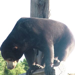 Malayan Sun Bear at the RSCC 28/11/09