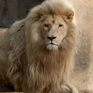 Ouwehand / Rhenen (NL) White Lion