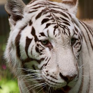 Ouwehand / Rhenen (NL) White Tiger