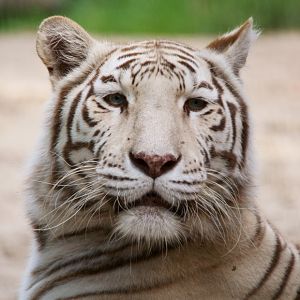 Ouwehand / Rhenen (NL) White Tiger