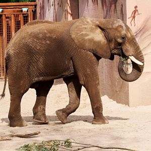 Ouwehand / Rhenen (NL) African Elephant