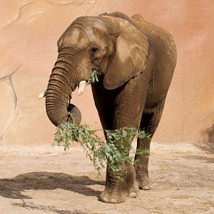 Ouwehand / Rhenen (NL) African Elephant