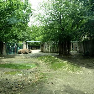Cologne Zoo - Rhino exhibit