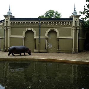Cologne Zoo - Hippo exhibit