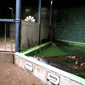 Cologne Zoo - Moorish House (hippo)