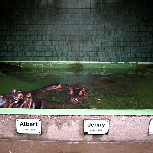 Cologne Zoo - Moorish House (hippo)