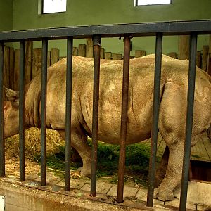 Cologne Zoo - Moorish House (rhino)
