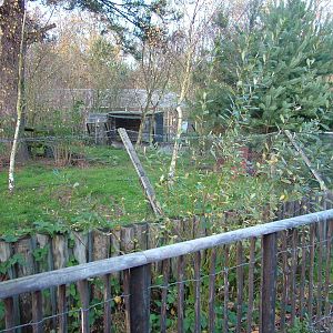 Red Fox exhibit at Wildwood 28/11/09