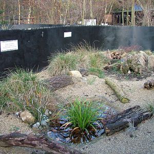 Adder enclosure at Wildwood 28/11/09