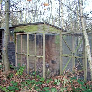 Polecat holding area at Wildwood 28/11/09