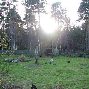 Crane and stork paddock at Wildwood 28/11/09