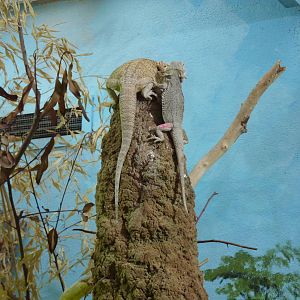 Bearded dragons in with gidgee skink