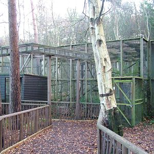 Pine Marten exhibit at Wildwood 28/11/09