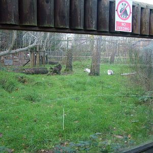 Arctic Fox enclosure at Wildwood 28/11/09