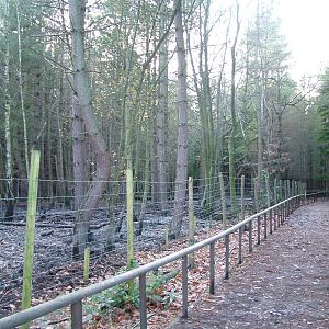 Wild Boar paddock at Wildwood 28/11/09