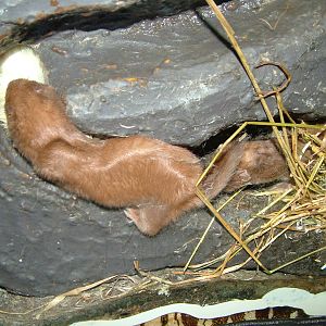 Least Weasel at Wildwood 28/11/09