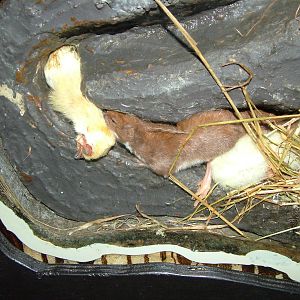 Least Weasel at Wildwood 28/11/09