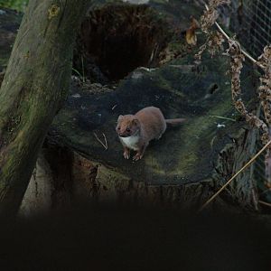 Least Weasel at Wildwood 28/11/09