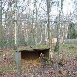 Reeves' Muntjac exhibit at Wildwood 28/11/09