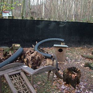 European Polecat exhibit at Wildwood 28/11/09