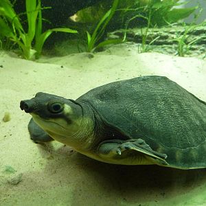 Fly river turtle