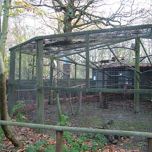 Tawny Owl aviary at Wildwood 28/11/09