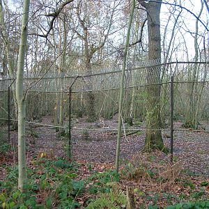 Wolf exhibit at Wildwood 28/11/09