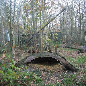 European Lynx exhibit at Wildwood 28/11/09