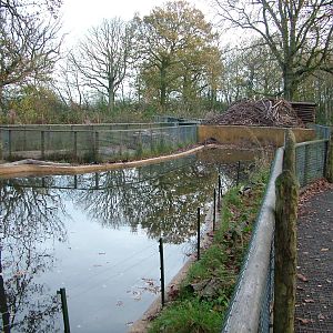 European Beaver exhibit at Wildwood 28/11/09