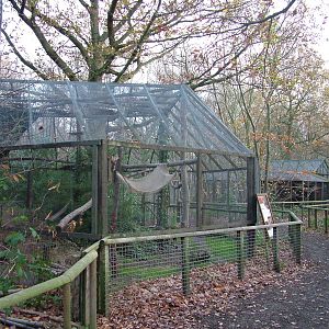 Scottish Wildcat exhibit at Wildwood 28/11/09