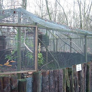 Rescued Corvid exhibit at Wildwood 28/11/09