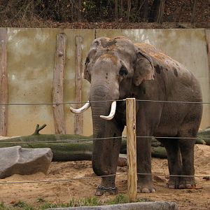 Bull Mekong at Prague zoo