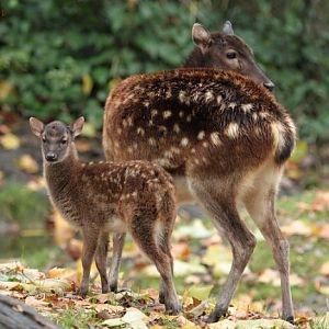 Philippine Spotted Deer