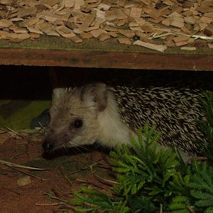 Long-eared Hedgehog at Tropical Wings 29/11/09