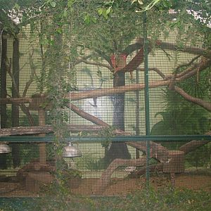 Green Iguana exhibit at Tropical Wings 29/11/09