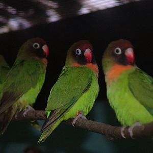 Black-cheeked Lovebirds at Tropical Wings 29/11/09