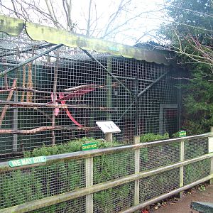 Ring-tailed Lemur exhibit at Tropical Wings 29/11/09