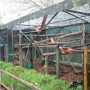 Black-and-White Ruffed Lemur exhibit at Tropical Wings 29/11/09