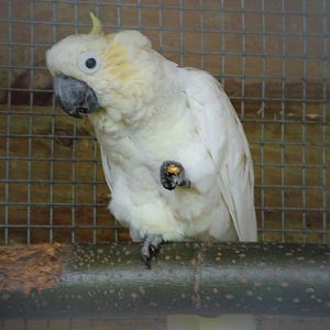 Lesser Sulphur-crested Cockatoo at Tropical Wings 29/11/09
